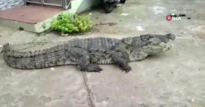 Hindistan’da sokakta gezinen dev timsah görenleri şaşırttı-VİDEO HABER