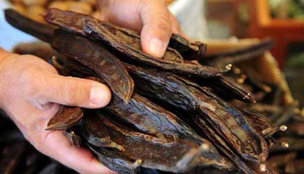 Binboğa, harup alışının taban fiyatını 10 TL/kilo olarak belirledi