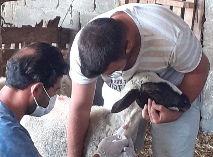 Hayvan Hastalıkları Eradikasyon Projesi’nin 3’üncü ayağı sürüyor
