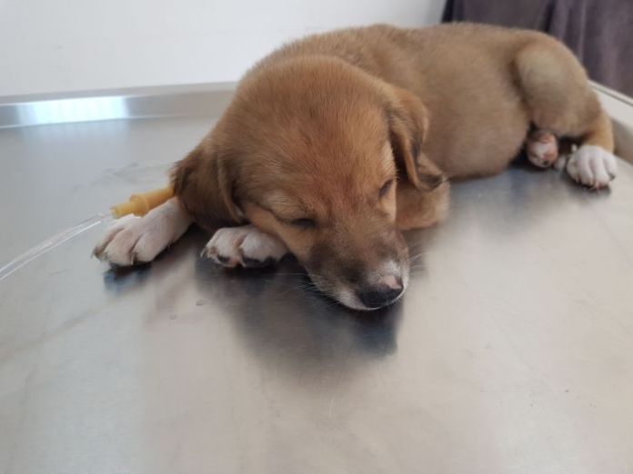 LAÜ’den Güzelyurt Hayvanları Koruma Derneği’ne bağış