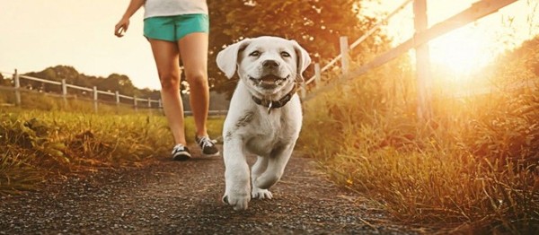 Alsancak’ta köpek gezdirecek olanlar dikkat!