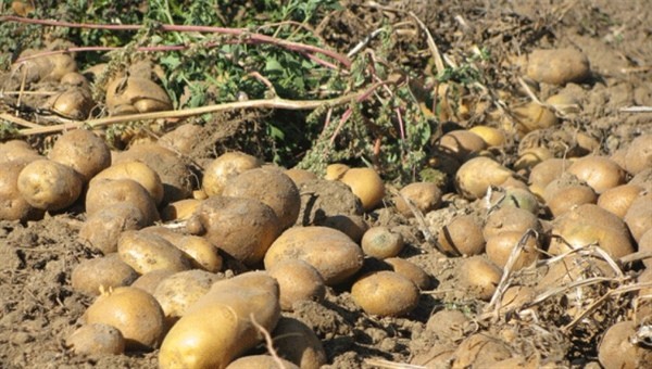 İlkbahar patates beyanlarına itiraz için son gün 1 Eylül