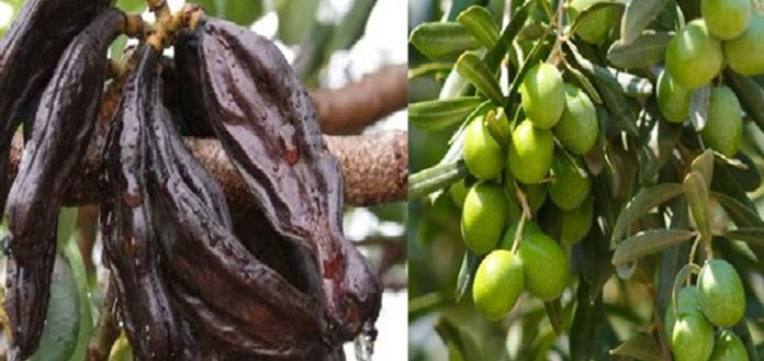 Güzelyurt Kaymakamlığı, zeytin ve harnup toplama tarihlerini açıkladı