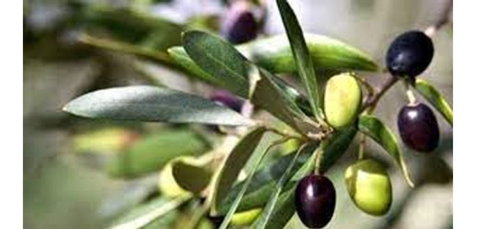 Lefkoşa’da zeytin toplanmaya 11 Eylül’de başlanacak