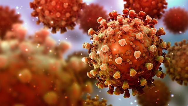 Hindistan’da yarasa kaynaklı Nipah virüsü alarmı