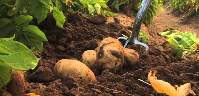 İlkbahar patates ekimi yapılan arazilerin beyan süresi yarın sona erecek