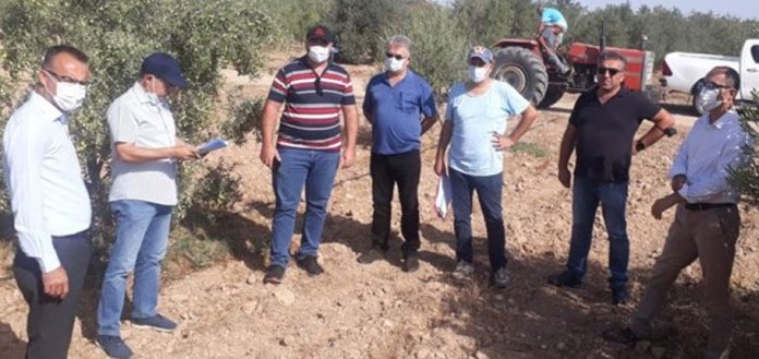 Yerli zeytin tescili için Türkiye Bitkisel Üretim Müdürlüğü Tohumluk Tescil ve Sertifikasyon Merkez Müdürlüğü’ne başvuruda bulunuldu