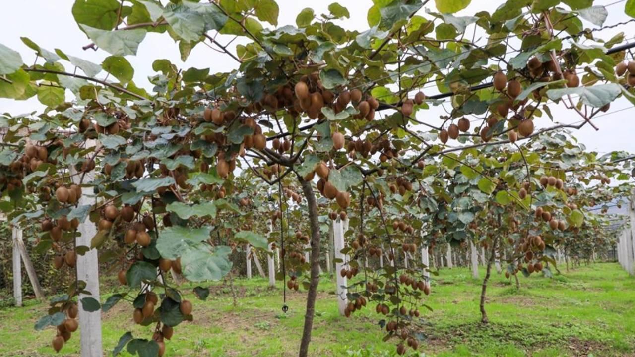 Ordu’da kivi hasadına başlandı