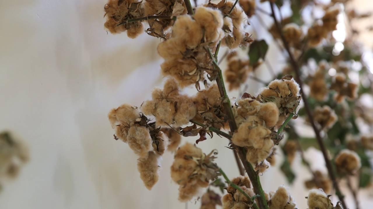 Renkli pamuk maliyeti azaltıp katma değeri artıracak