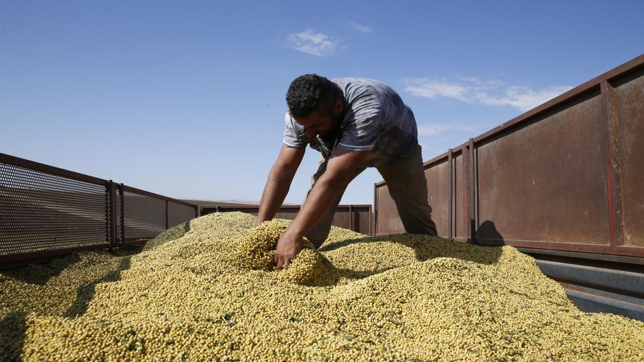 Diyarbakır’da soya üretimi artıyor