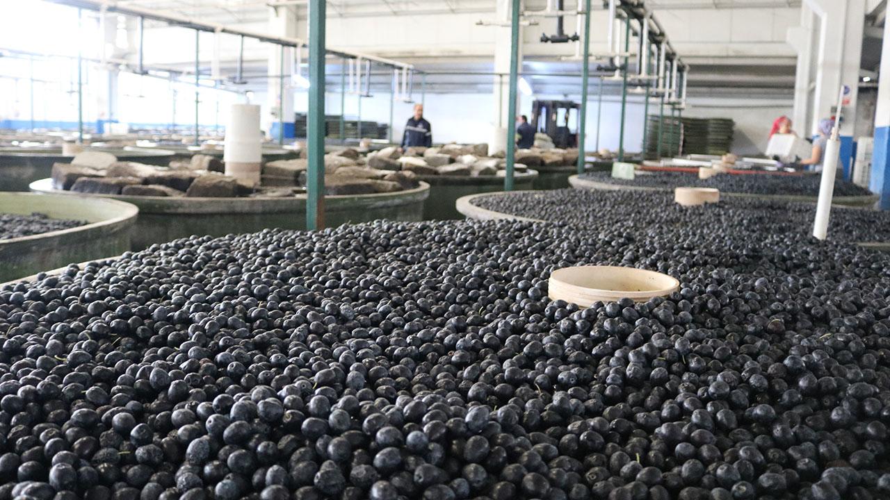 Marmarabirlik’ten 258 milyon lira kredi tahsisatı