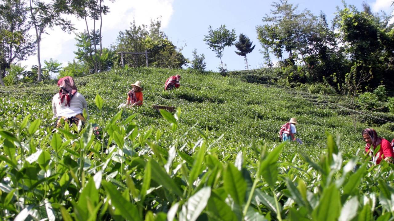 Rize çay ihracatından yaklaşık 9,8 milyon dolar kazandı