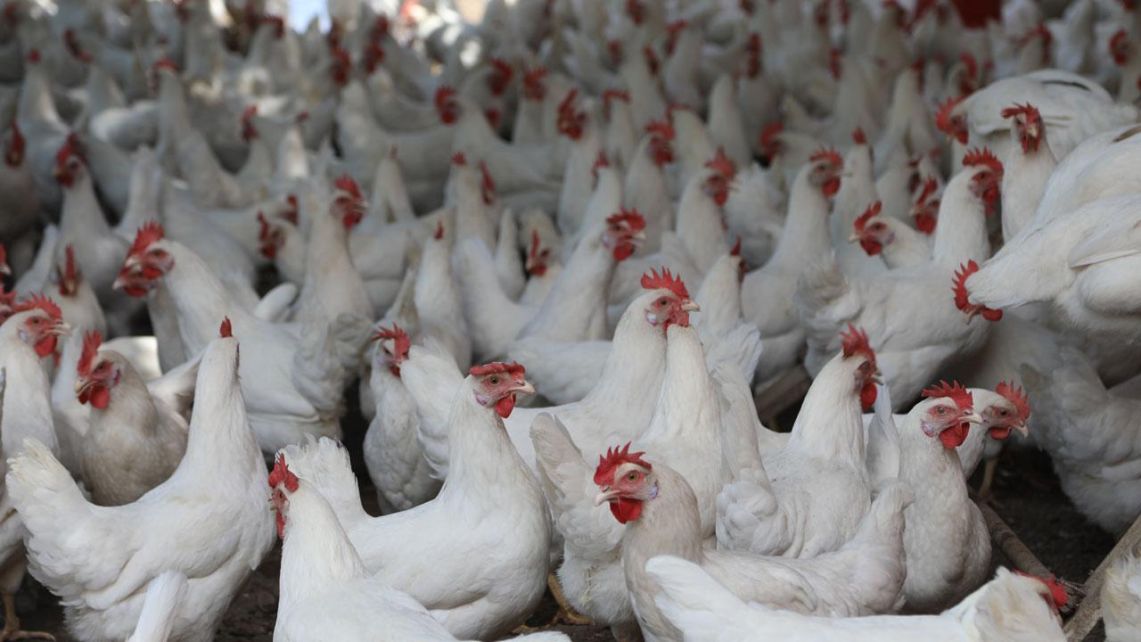 Tavuk eti üretiminde yüzde 16,1 artış