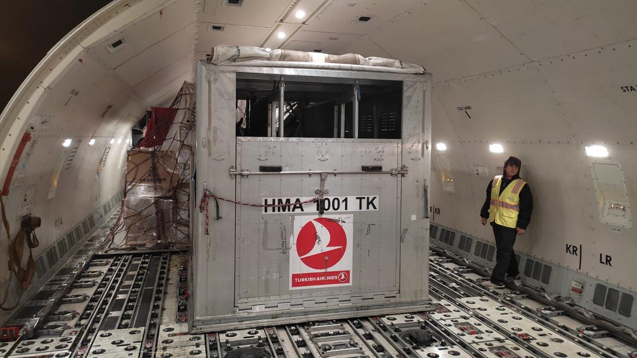 Turkish Cargo, 63 atı ABD’den Türkiye’ye taşıdı