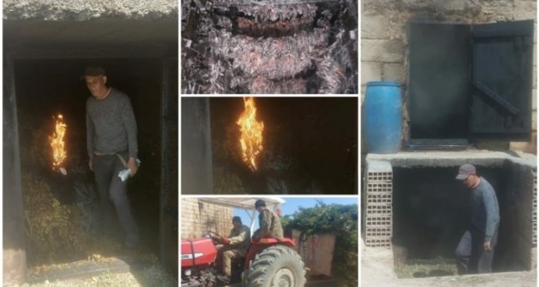 Karpaz bölgesinde yetişen tütün şinya ile aromalandırılıyor