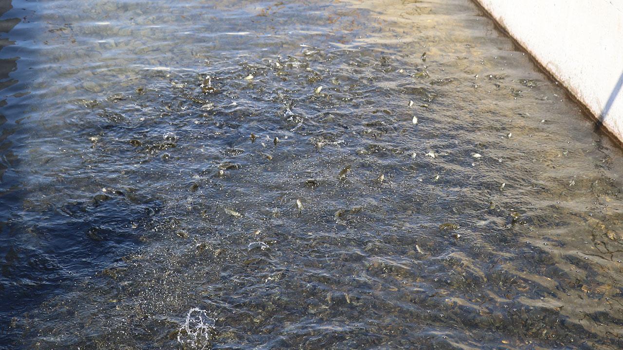 Erzincan’da alabalık üretimi yaygınlaşıyor