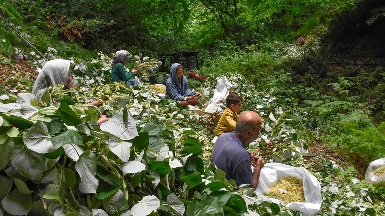 Ihlamurdan ekonomiye 35 milyon liralık katkı