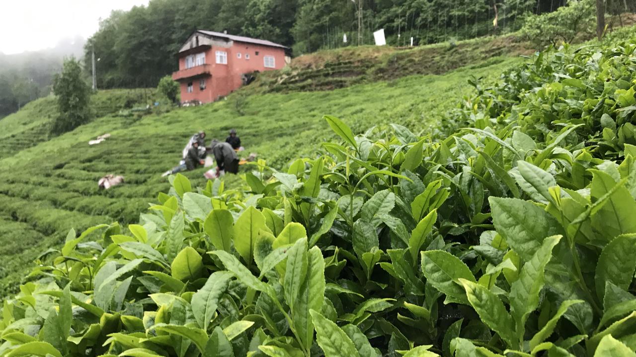 ÇAYKUR çay bedeli ödemelerine başladı