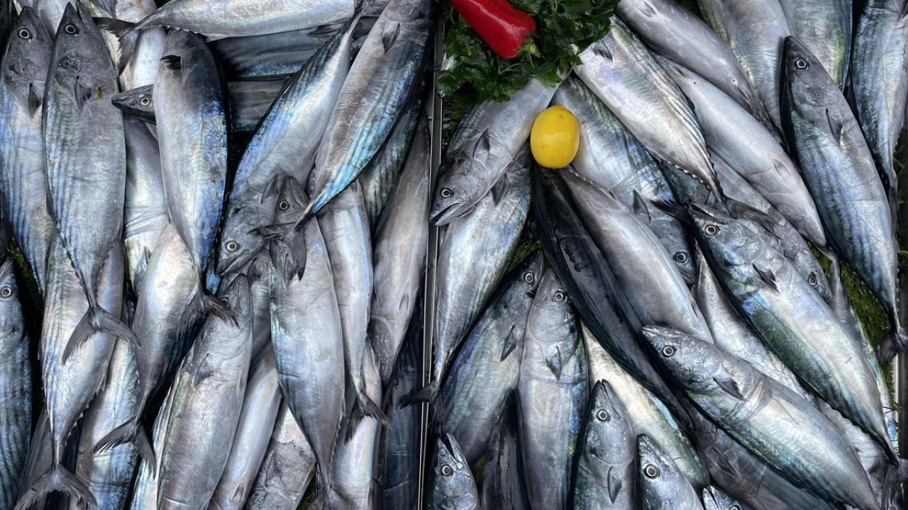 Zonguldak’ta palamudun tanesi 35 liraya kadar düştü