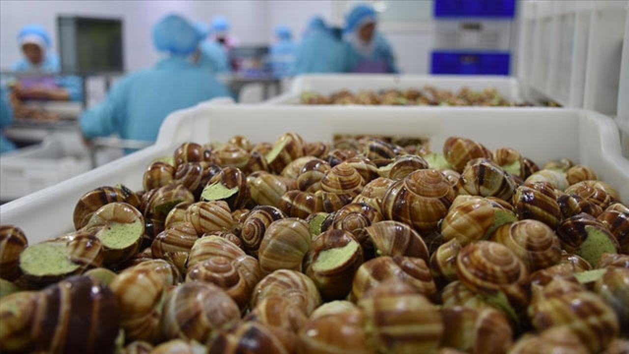 Türkiye’den 8,6 milyon dolarlık salyangoz ihracatı