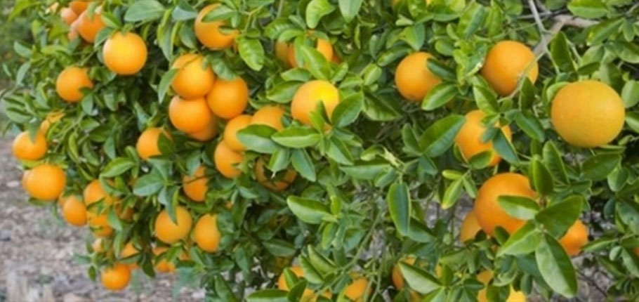 Sıkılarak değerlendirilen narenciye için kilo başına 90 kuruş destek ödendi