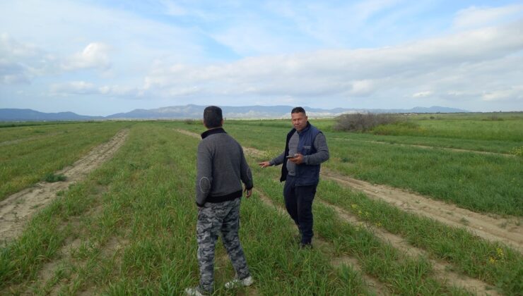 Buğday, arpaya göre kuraklığa daha dayanıklı