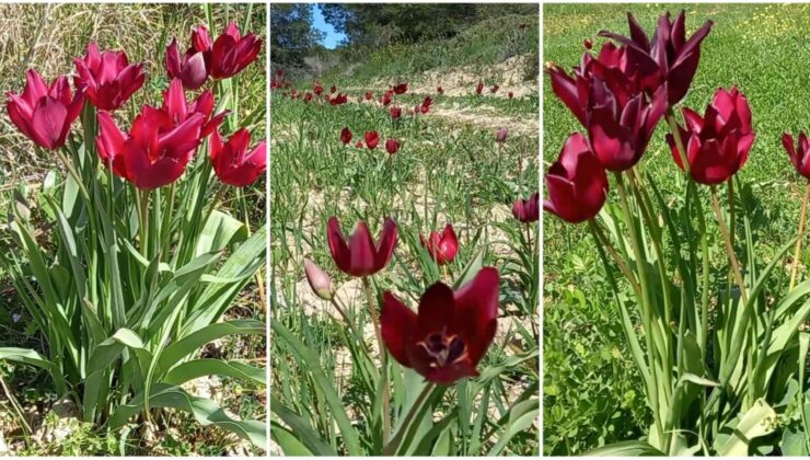 ‘Medoş Lalesi’ dönemi başladı