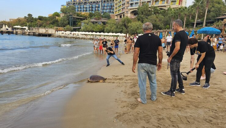 Rehabilite edilen 3 deniz kaplumbağası bugün yeniden denize bırakıldı