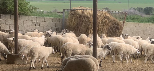 Kasaplık kuzu ve koyunlar canlı ağırlık üzerinden satılacak – BRTK